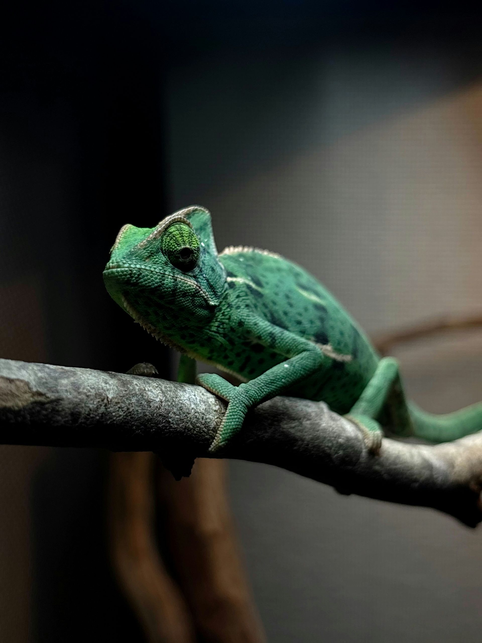 A green chameleon rests on a tree branch.